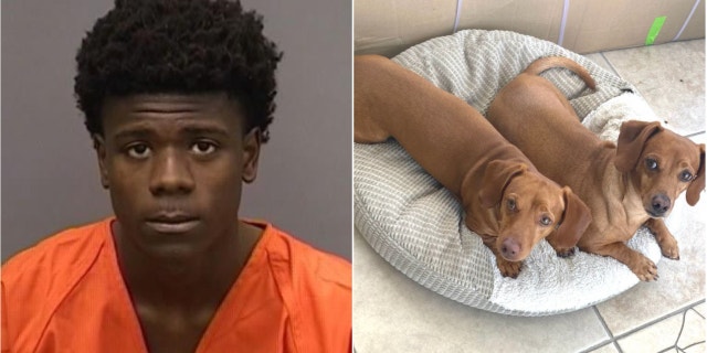 Florida man arrested for allegedly shooting two dogs, killing one, during attempted robbery: 'Cold hearted' 2 Jayden Harris, 17, was arrested for allegedly shooting two dogs, killing one, during an attempted robbery