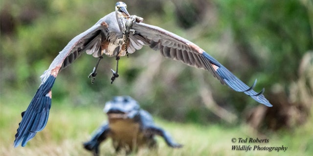Ted Roberts, a Florida resident who volunteers as a tour guide at the Orlando Wetlands Park, saw a Great Blue Heron carry a baby alligator away while an adult alligator gives chase in the background.