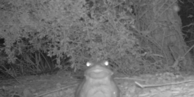 The Sonoran Desert Toad, also known as the Colorado River Toad, emits an illegal psychedelic substance that the National Park Service has advised against licking.
