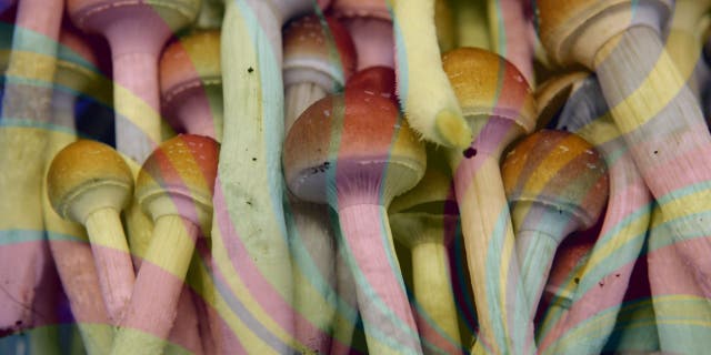 Colorado became the second state, after Oregon, to legalize psychedelic mushrooms.