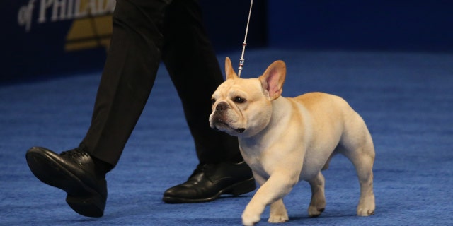 2022 National Dog Show Best In Show Winner, French bulldog named Winston.