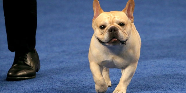 2022 National Dog Show Best In Show Winner, French bulldog named Winston.