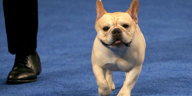 2022 National Dog Show Best In Show Winner, French bulldog named Winston.