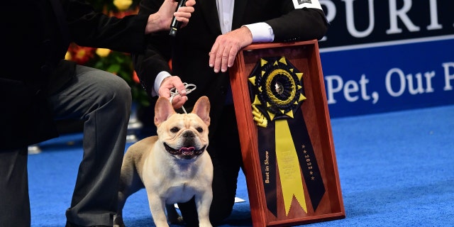 Perry Payson wins the National Dog Show with Winston, 3, a French bulldog, on November 19, 2022 in Oaks, Pennsylvania. 