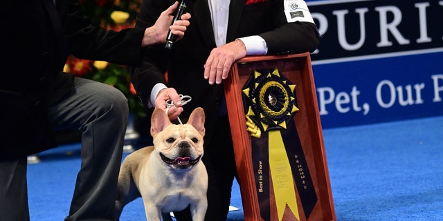 Perry Payson wins the National Dog Show with Winston, 3, a French bulldog, on Nov. 19, 2022, in Oaks, Pennsylvania. 
