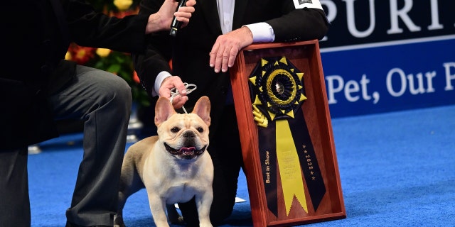 Perry Payson wins the National Dog Show with Winston, 3, a French bulldog, on Nov. 19, 2022, in Oaks, Pennsylvania.