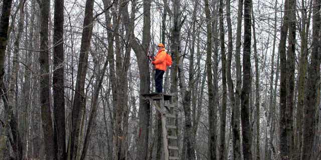 A man from St. Paul is on the lookout for deer on the opening day of the Wisconsin whitetail season. Near-perfect conditions are expected at the beginning of this year's 9-day season.