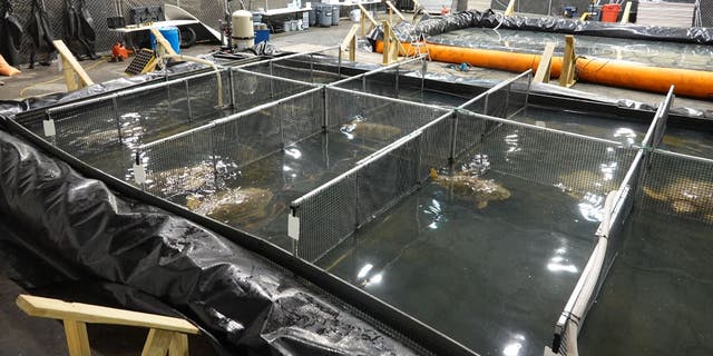 Texas State Aquarium crews quickly acquired a warehouse in Port Corpus Christi, Texas, to set up spaces for loggerhead turtles to recover after getting stranded on the beach.