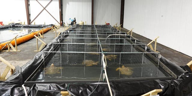 Texas State Aquarium crews reverse-engineered a system originally used to keep rising waters away from structures during hurricanes, to now keep water in and give turtles a space to recover.