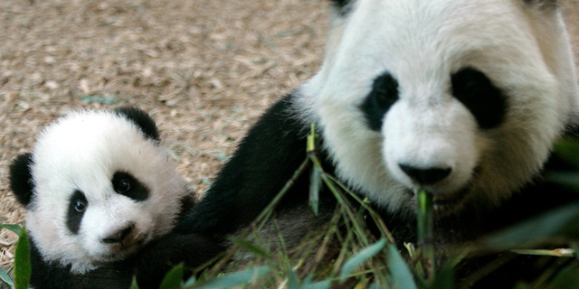 Giant Panda cub Mei Lan, left, who was born on Sept. 6, 2006, makes her formal debut at Zoo Atlanta with her mother, Lun Lun, right, in Atlanta Jan. 12, 2007.