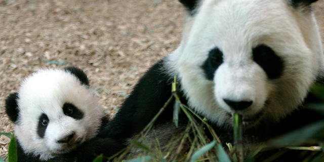 Giant Panda cub Mei Lan, left, who was born on Sept. 6, 2006, makes her formal debut at Zoo Atlanta with her mother Lun Lun, right, in Atlanta Jan. 12, 2007.