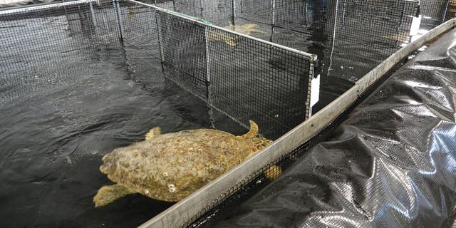 Texas State Aquarium crews set up a rehabilitation facility in Port Corpus Christi, Texas to help stranded loggerhead turtles recover before being sent back into the wild.