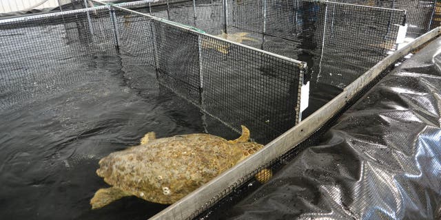 Crews from the Texas State Aquarium have set up a rehabilitation facility in Port Corpus Christi, Texas, to help stranded loggerheads recover before being released back into the wild.