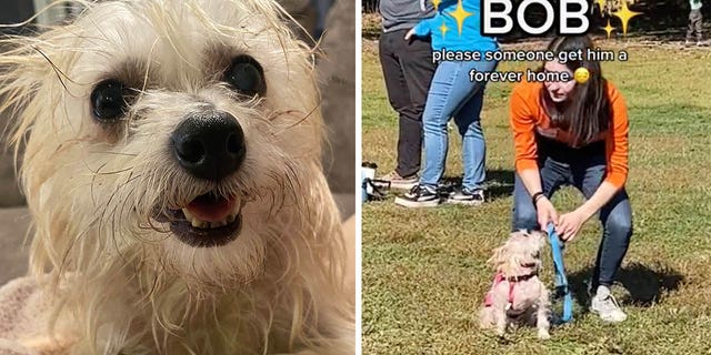 Bob Parr, an adoptable terrier named after the Disney/Pixar character "Mr. Incredible," missed a chance to be adopted in Brooklyn, as seen in a now-viral TikTok video recorded in Prospect Park at a pet adoption event.