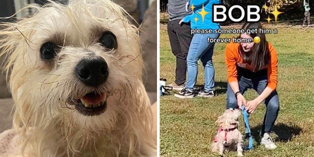 Bob Parr, an adoptable terrier named after the Disney/Pixar character "Mr. Incredible," missed a chance to be adopted in Brooklyn, as seen in a now-viral TikTok video recorded in Prospect Park at a pet adoption event.