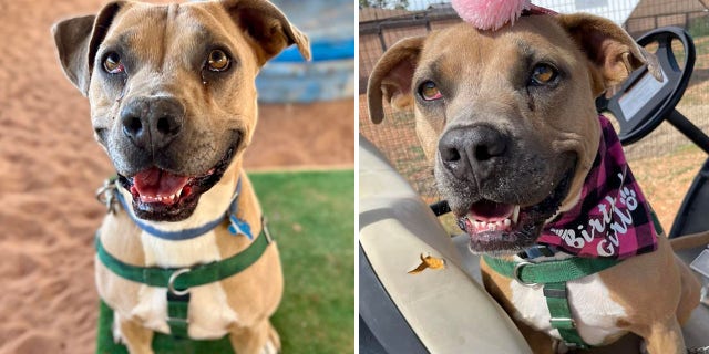 Broccoli is a four-year-old American pit bull terrier looking for a forever home. "Adopting a dog or cats is really the ultimate gift to give yourself and your family" this year, said Best Friends Animal Society CEO Julie Castle. 