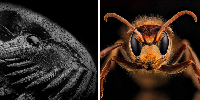 A close-up of a flea in black and white, next to a European hornet (Vespa crabro) — which is the largest eusocial wasp native to Europe.