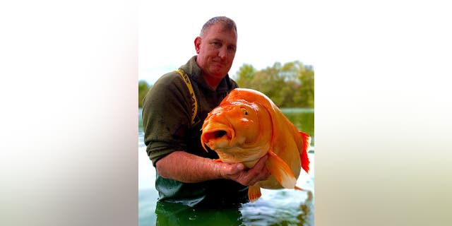 Andy Hackett, 42, holds a nearly 70lb carp, nicknamed "the carrot," he captured in France. 