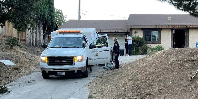 A 16-year-old California girl was left in serious condition after being mauled by six dogs.