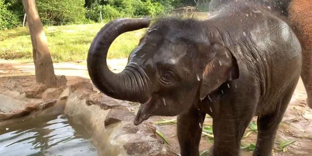 Luna is a two-year-old elephant who lives with her mom at a sanctuary in Thailand.
