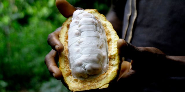 Sylvain N'goran, a cocoa farmer of the past 17 years, holds cocoa beans in his hands in the village of Bocanda, Ivory Coast, on Oct. 24, 2022.