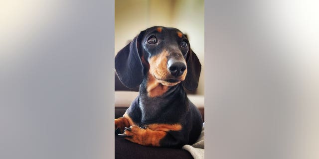 The Dachshund Darcie was caught on camera escaping from the gated kitchen.