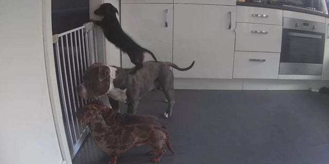 Darcie uses Benson's back as a step stool to make it to the top of the gate. 