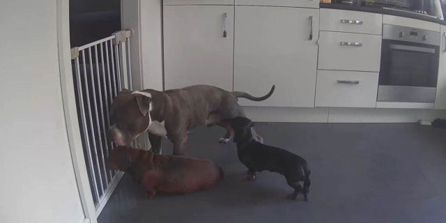 Darcie wanted to escape the gated area of the kitchen — so she hatched a canine conspiracy to get over the gate. 