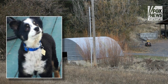 Idaho police: Dog found skinned head-to-tail is unrelated to college students’ murders