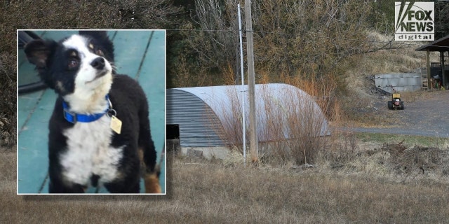 A 12-year-old mini Australian shepherd was found skinned head-to-tail in Moscow, Idaho, just three weeks before four college students were murdered, but police say the two crimes are unrelated.