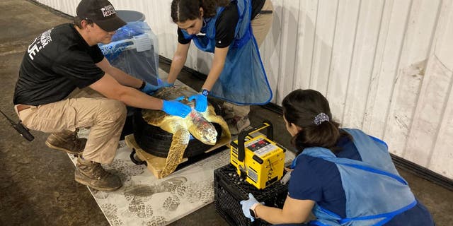 Texas State Aquarium crews quickly acquired a warehouse in Port Corpus Christi, Texas, to set up spaces for loggerhead turtles to recover after getting stranded on the beach.