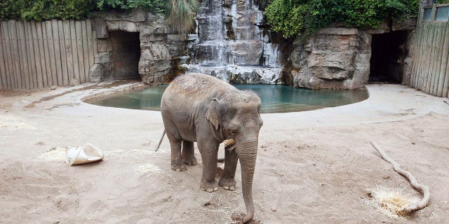 An elephant munches on hay inside her enclosure at the Fresno Chaffee Zoo in Fresno, California, on May 25, 2010.
