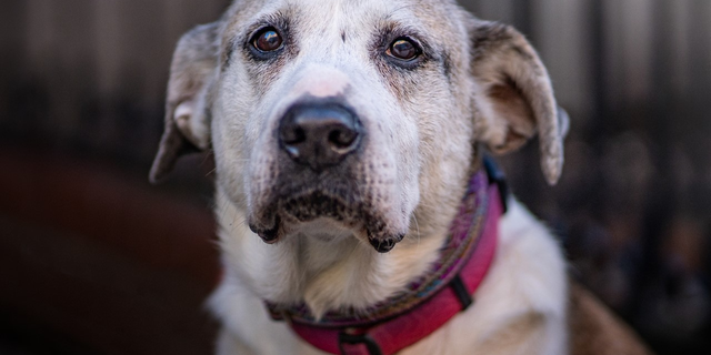 This gorgeous senior dog, named Ethel Mertz, desperately needs a forever home. She's in New York and waiting for a family to adopt her.