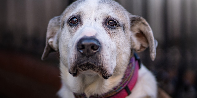 This gorgeous senior dog, named Ethel Mertz, desperately needs a forever home. She's in New York and waiting for a family to adopt her.