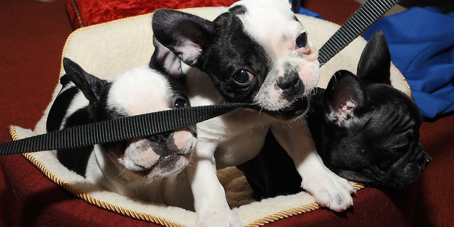 French bulldog pups are seen during the American Kennel Club's "Most Popular Breeds" press conference on Jan. 31, 2014, in New York City.