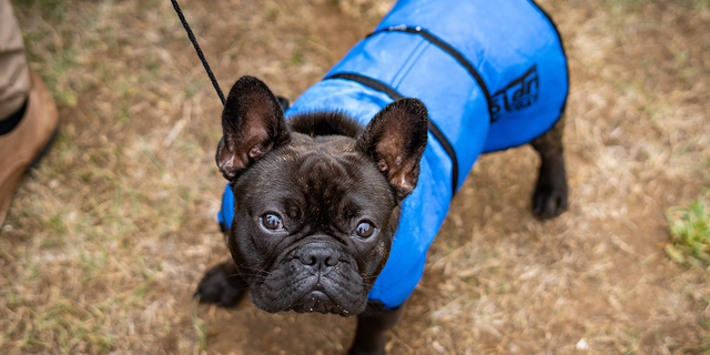 A French bulldog at the 38th National Dog Show of Sintra and 36th International Canine Exhibition in Lisbon.