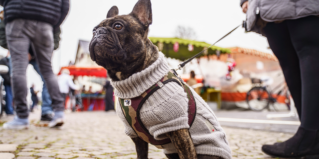 A dog named Louie sits at the weekly market in the Höchst district in Germany.