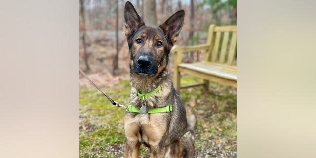 Fritz is a "gorgeous" German shepherd, according to ARF of the Hamptons, New York. This beautiful dog is in need of a new home. 