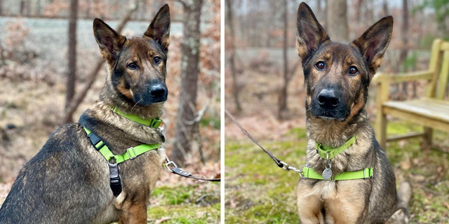 Fritz steht zur Adoption bei ARF aus den Hamptons zur Verfügung.  Er sucht ein gutes Zuhause, wo er sein einziger Hund sein kann. 