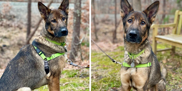 Fritz is available for adoption at ARF of the Hamptons. He's looking for a good home where he can be the one and only top dog.
