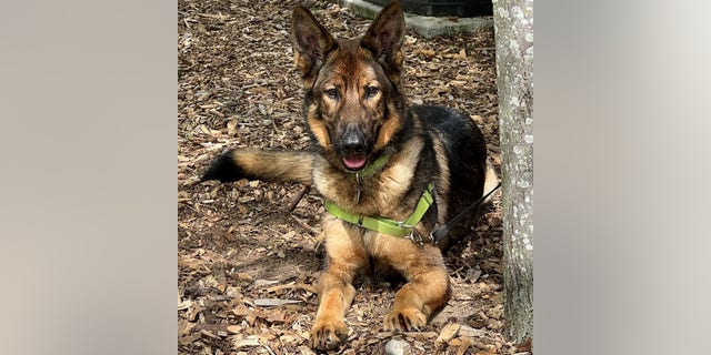 Fritz, a German shepherd, enjoys a rest outside in the leaves.