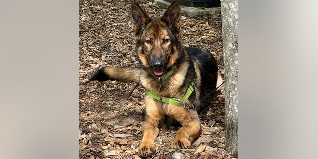 Fritz, ein Deutscher Schäferhund, ruht sich draußen im Laub aus. 