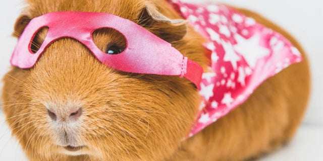 skateboarding-guinea-pigs-sunglasses-on-are-a-delightful-sight-they
