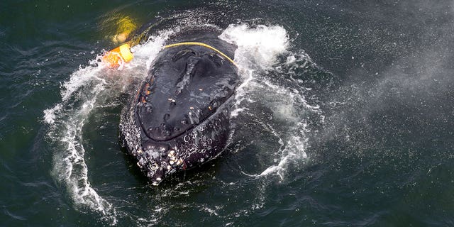 A humpback whale is seen entangled in ropes, fishing line, buoys and anchors in the Pacific Ocean off Crescent City, California. 