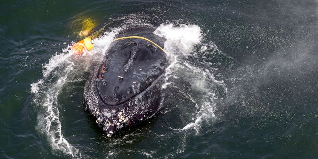 A humpback whale is seen entangled in ropes, fishing line, buoys and anchors in the Pacific Ocean off Crescent City, California.