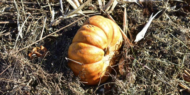 Gardeners can throw pumpkins into a compost pit to fertilize soil.