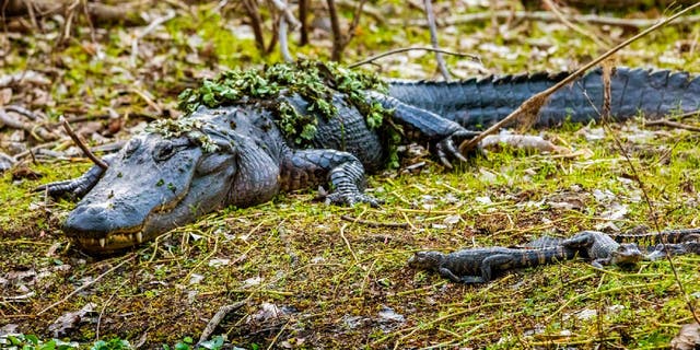 Mother alligators are known to care for their young.