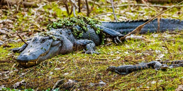 Mother alligators are known to care for their young.