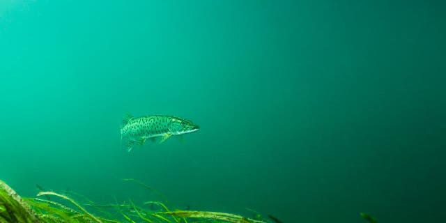 Muskellunge, also known as muskie, are a predatory freshwater fish that's native to North America, and is considered the largest member in the pike fish (Esocidae) family.