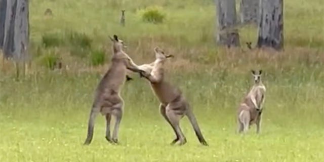 The two kangaroos can be seen fighting in the field.